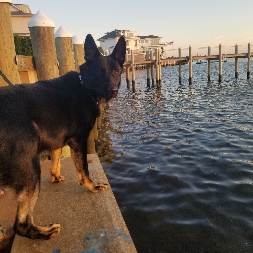 Kenneth Winston Style 1562 - Picture 6 of 7